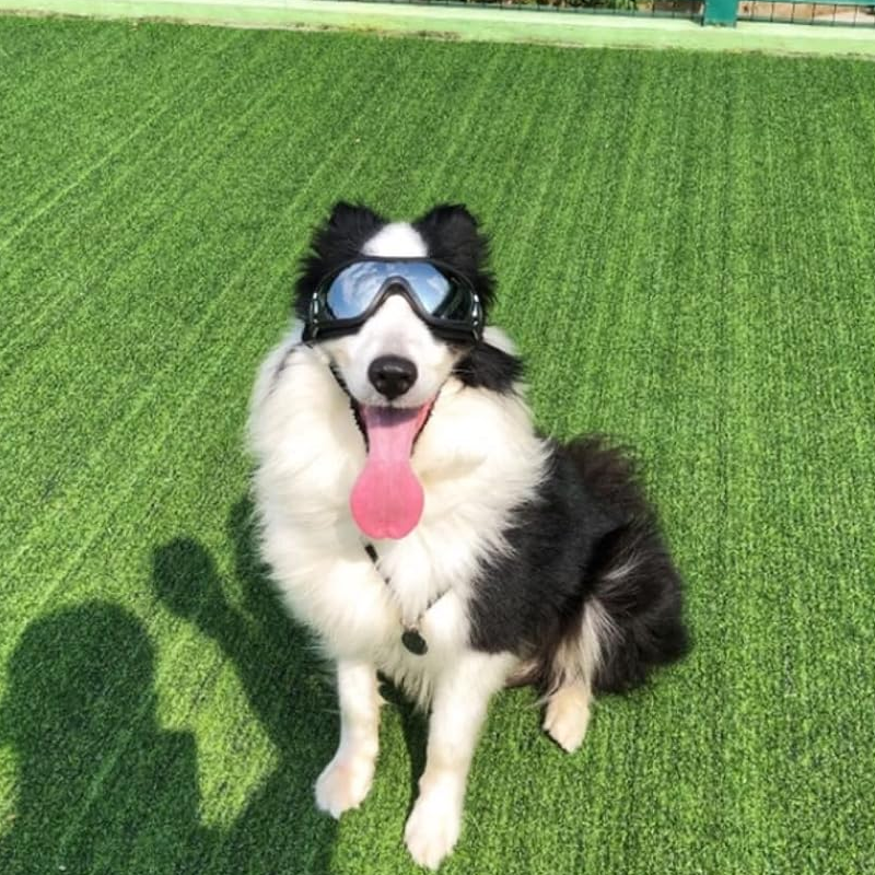 Outdoor Goggles for Dogs