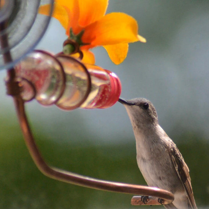 Window Hummingbird Feeder